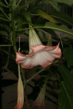 Brugmansia suaveolens 'Pink Beauty' RCP8-2014 240.JPG